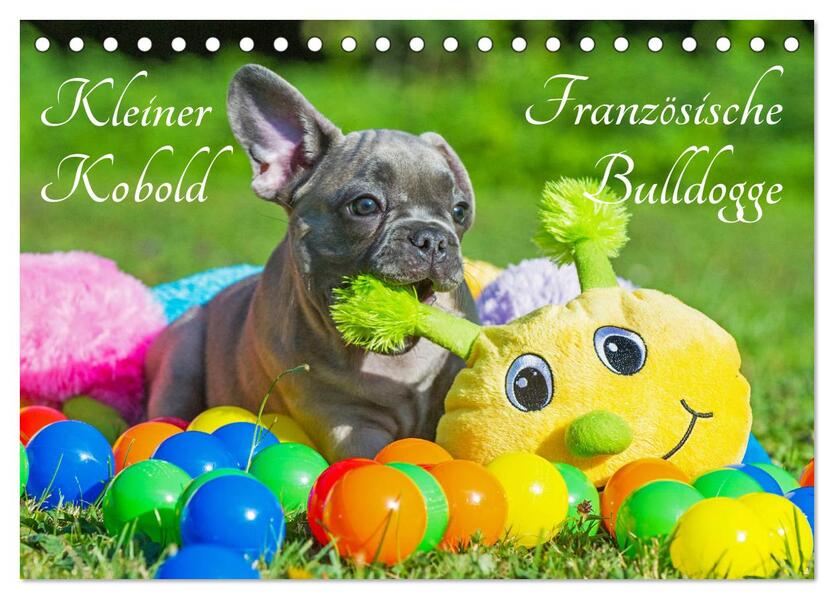 Kleiner Kobold Französische Bulldogge (Tischkalender 2026 DIN A5 quer) CALVENDO Monatskalender