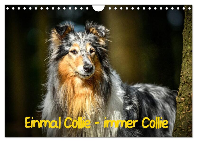 Einmal Collie - immer Collie (Wandkalender 2026 DIN A4 quer) CALVENDO Monatskalender
