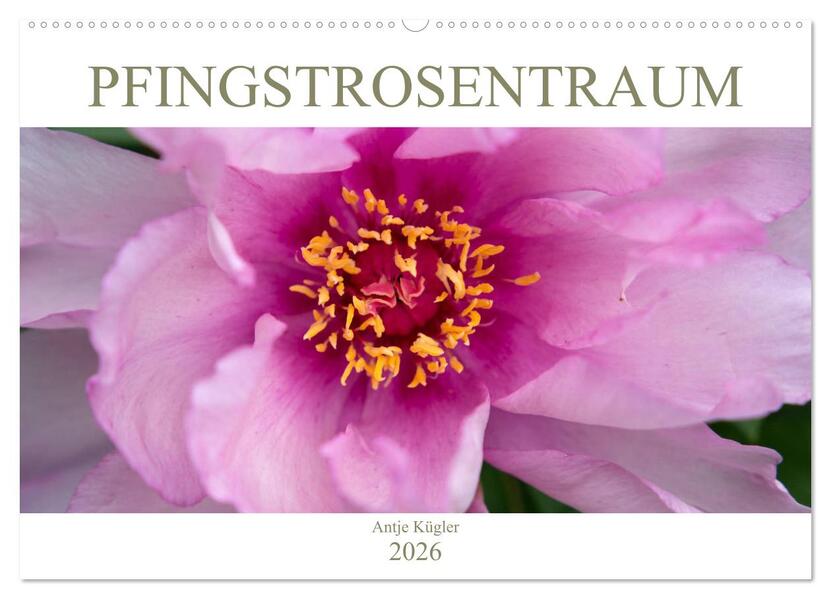 Pfingstrosentraum (Wandkalender 2026 DIN A2 quer) CALVENDO Monatskalender
