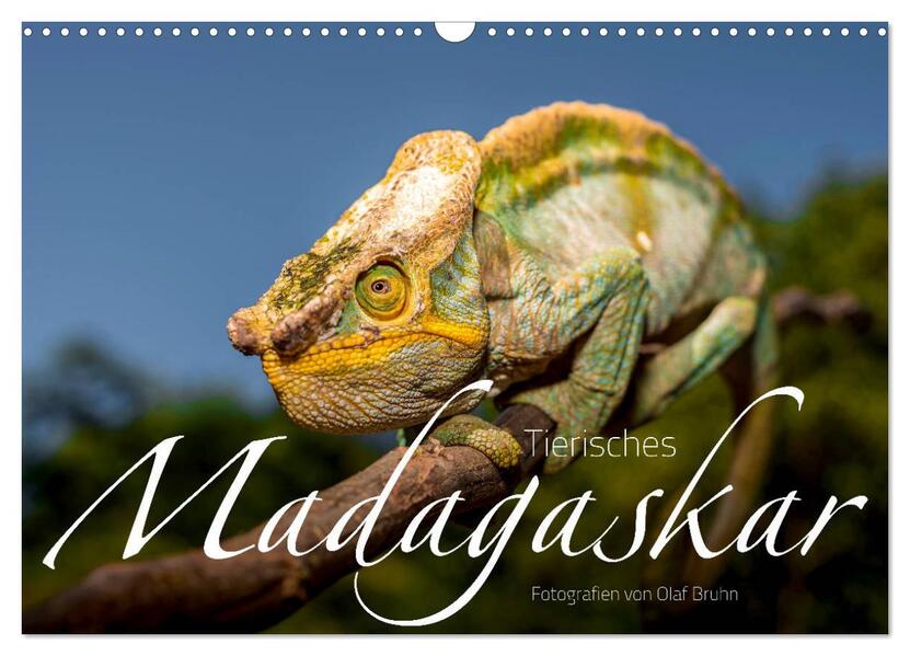 Tierisches Madagaskar (Wandkalender 2026 DIN A3 quer) CALVENDO Monatskalender