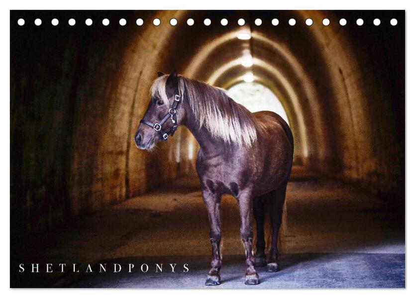 Shetlandpony Kalender (Tischkalender 2026 DIN A5 quer) CALVENDO Monatskalender