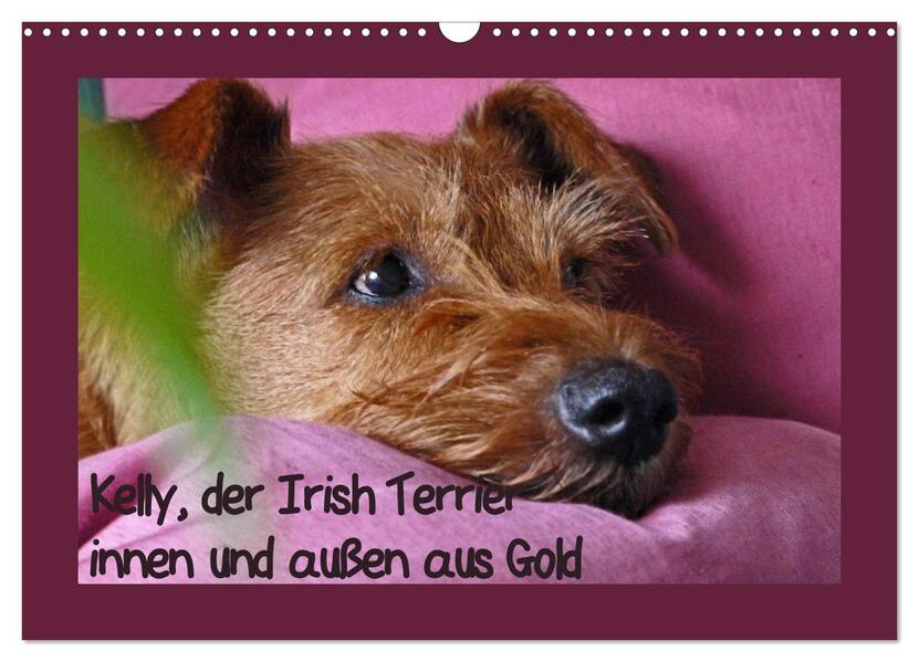 Kelly der Irish Terrier - innen und außen aus Gold (Wandkalender 2026 DIN A3 quer) CALVENDO Monatskalender