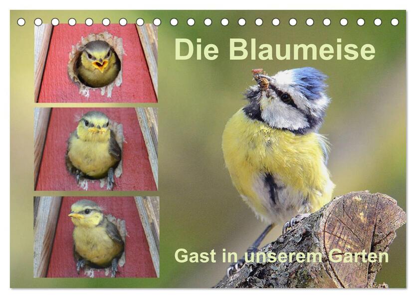 Die Blaumeise Gast in unserem Garten (Tischkalender 2026 DIN A5 quer) CALVENDO Monatskalender