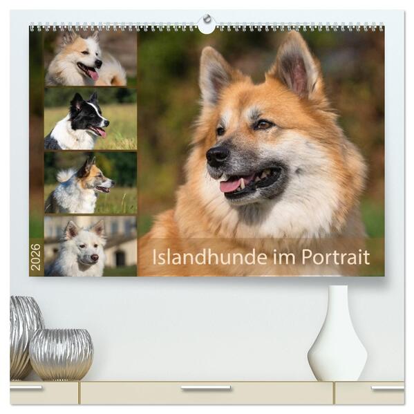 Islandhunde im Portrait (hochwertiger Premium Wandkalender 2026 DIN A2 quer) Kunstdruck in Hochglanz