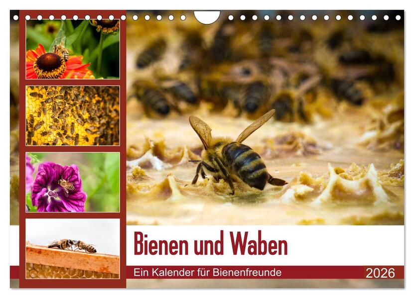 Bienen und Waben (Wandkalender 2026 DIN A4 quer) CALVENDO Monatskalender