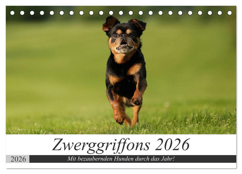 Zwerggriffons 2026 (Tischkalender 2026 DIN A5 quer) CALVENDO Monatskalender
