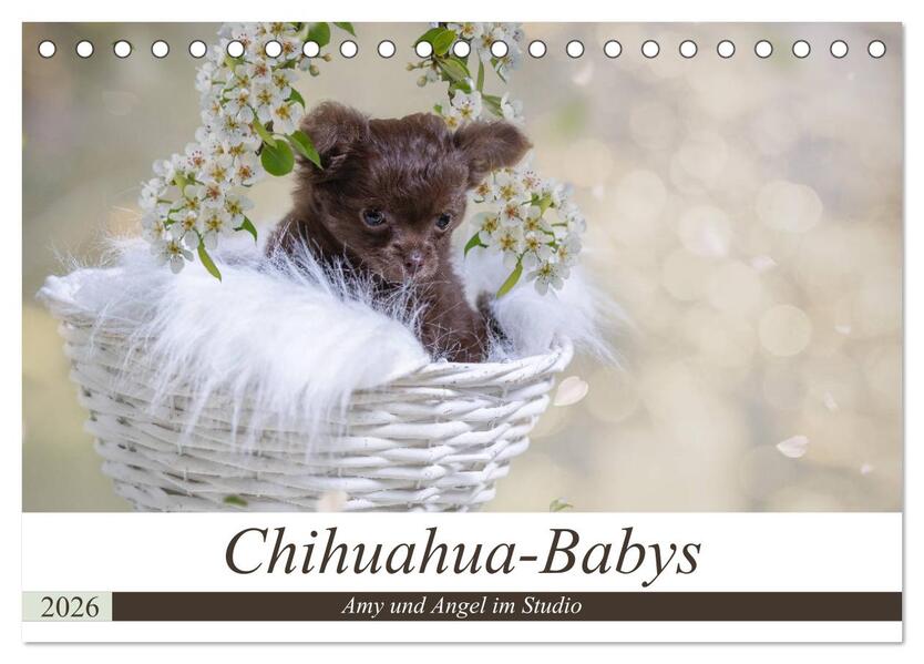 Chihuahua-Babys - Amy und Angel im Studio (Tischkalender 2026 DIN A5 quer) CALVENDO Monatskalender