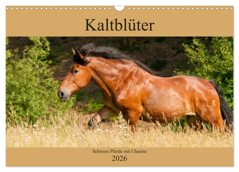 Kaltblüter - Schwere Pferde mit Charme (Wandkalender 2026 DIN A3 quer) CALVENDO Monatskalender