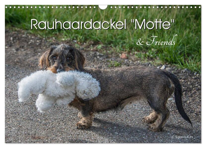 Rauhaardackel Motte & Friends (Wandkalender 2026 DIN A3 quer) CALVENDO Monatskalender