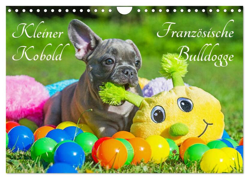 Kleiner Kobold Französische Bulldogge (Wandkalender 2026 DIN A4 quer) CALVENDO Monatskalender