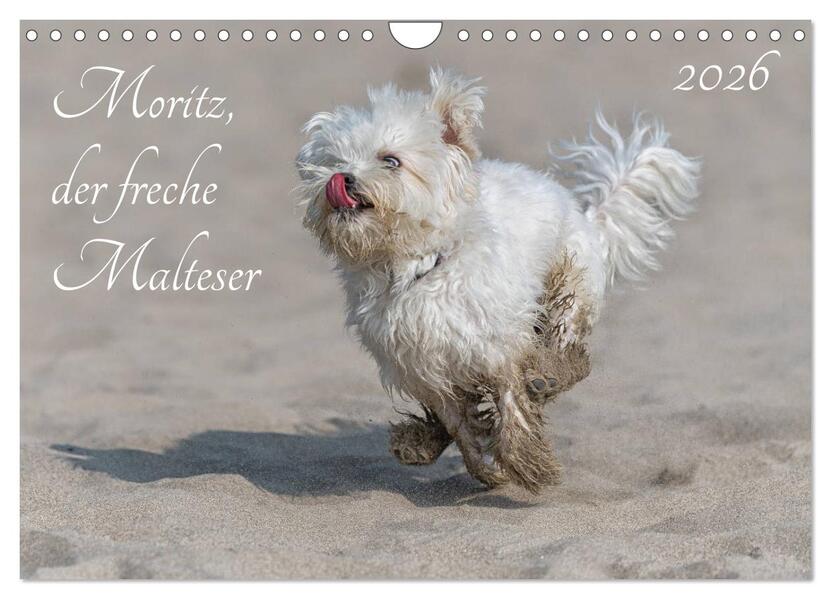 Moritz der freche Malteser (Wandkalender 2026 DIN A4 quer) CALVENDO Monatskalender