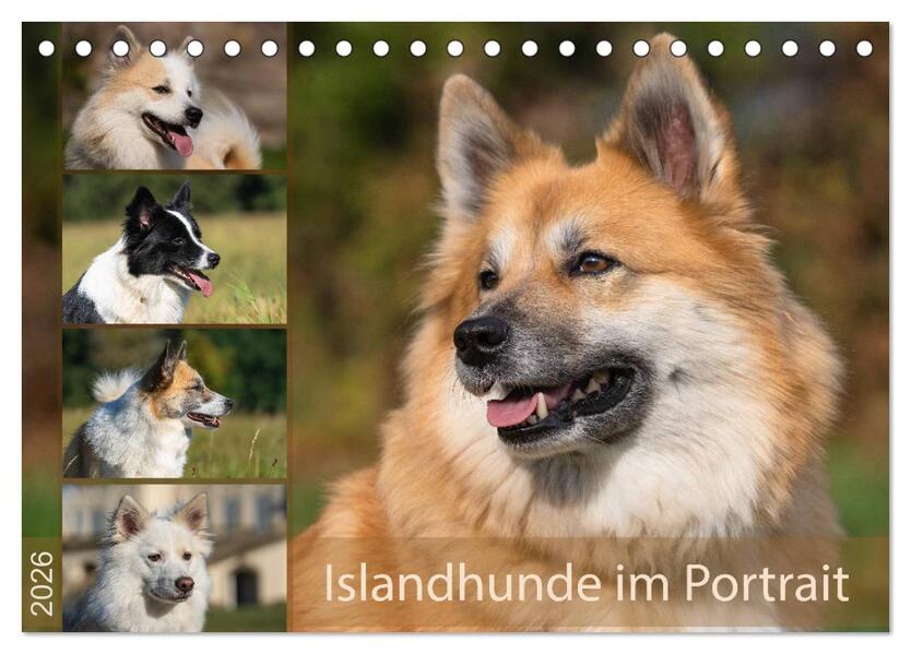 Islandhunde im Portrait (Tischkalender 2026 DIN A5 quer) CALVENDO Monatskalender