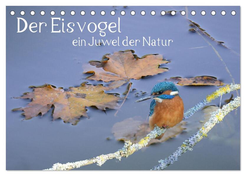 Der Eisvogel ein Juwel der Natur (Tischkalender 2026 DIN A5 quer) CALVENDO Monatskalender