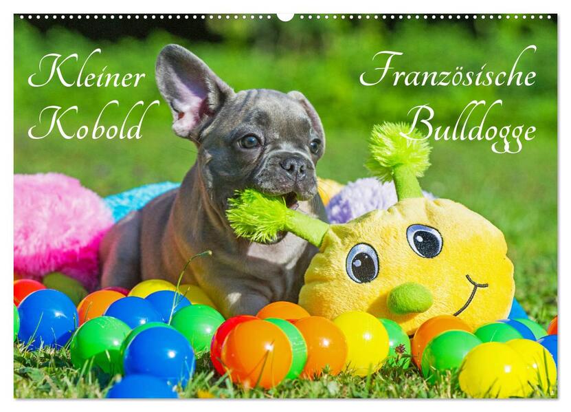 Kleiner Kobold Französische Bulldogge (Wandkalender 2026 DIN A2 quer) CALVENDO Monatskalender