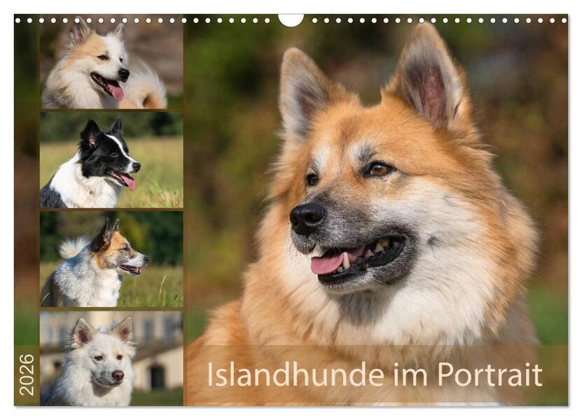 Islandhunde im Portrait (Wandkalender 2026 DIN A3 quer) CALVENDO Monatskalender