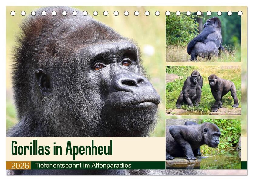 Flachlandgorillas in Apenheul (Tischkalender 2026 DIN A5 quer) CALVENDO Monatskalender