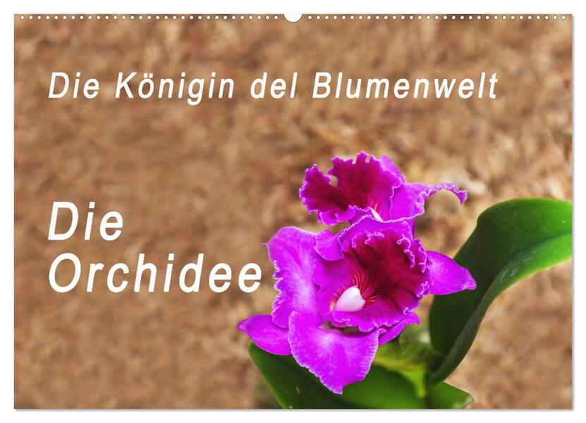 Die Königin der Blumenwelt die Orchidee (Wandkalender 2026 DIN A2 quer) CALVENDO Monatskalender