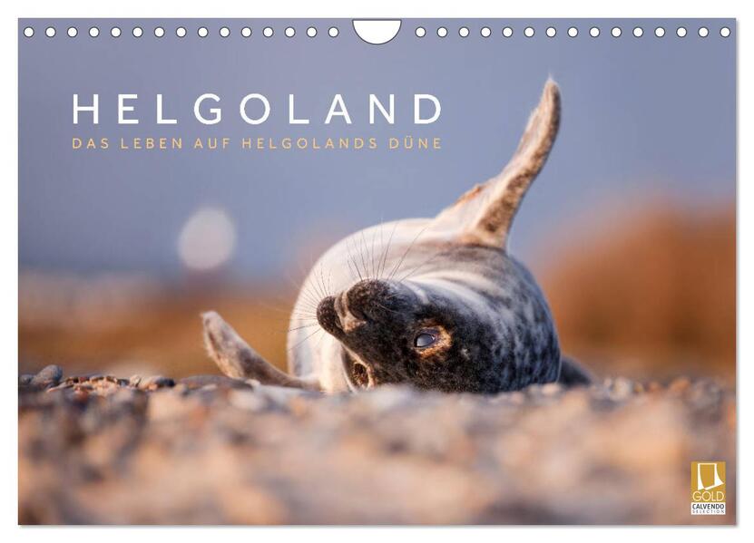 Helgoland - Das Leben auf der Düne Helgolands (Wandkalender 2026 DIN A4 quer) CALVENDO Monatskalender