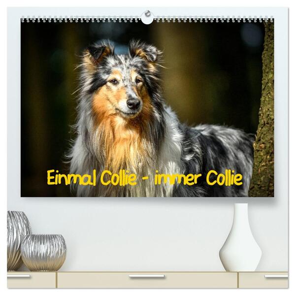 Einmal Collie - immer Collie (hochwertiger Premium Wandkalender 2026 DIN A2 quer) Kunstdruck in Hochglanz