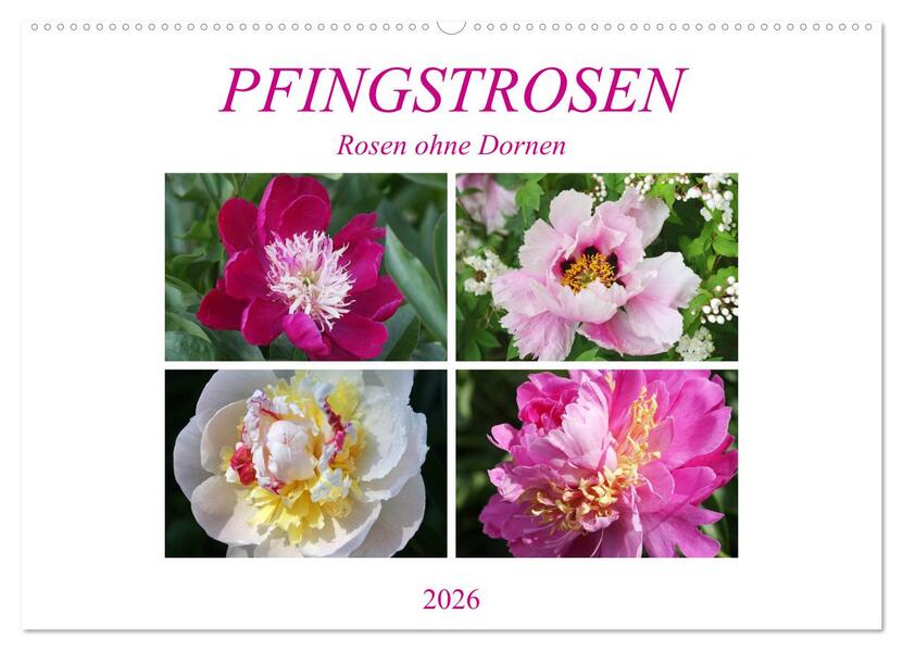 PFINGSTROSEN Rosen ohne Dornen (Wandkalender 2026 DIN A2 quer) CALVENDO Monatskalender
