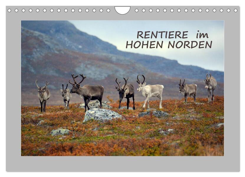 Rentiere im Hohen Norden (Wandkalender 2026 DIN A4 quer) CALVENDO Monatskalender