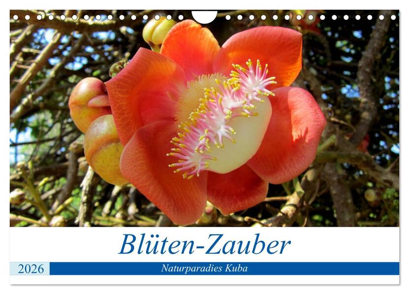 Blüten-Zauber - Naturparadies Kuba (Wandkalender 2026 DIN A4 quer) CALVENDO Monatskalender