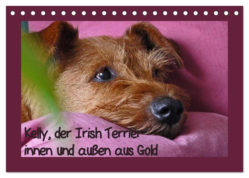 Kelly der Irish Terrier - innen und außen aus Gold (Tischkalender 2026 DIN A5 quer) CALVENDO Monatskalender