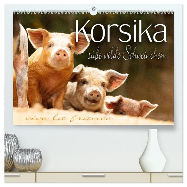 Korsika - süße wilde Schweinchen (hochwertiger Premium Wandkalender 2026 DIN A2 quer) Kunstdruck in Hochglanz