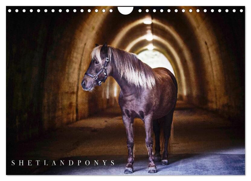 Shetlandpony Kalender (Wandkalender 2026 DIN A4 quer) CALVENDO Monatskalender