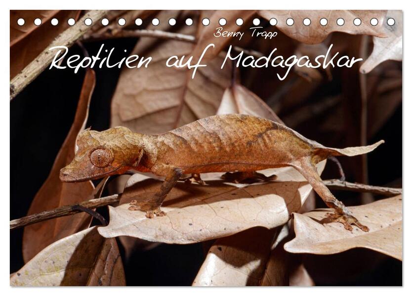 Reptilien auf Madagaskar (Tischkalender 2026 DIN A5 quer) CALVENDO Monatskalender
