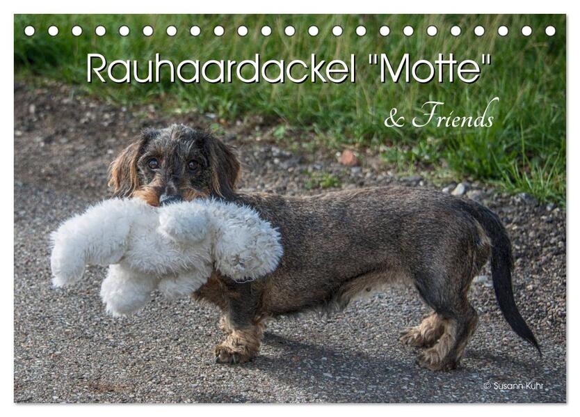 Rauhaardackel Motte & Friends (Tischkalender 2026 DIN A5 quer) CALVENDO Monatskalender