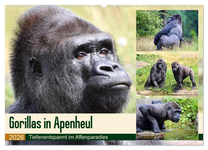 Flachlandgorillas in Apenheul (Wandkalender 2026 DIN A2 quer) CALVENDO Monatskalender