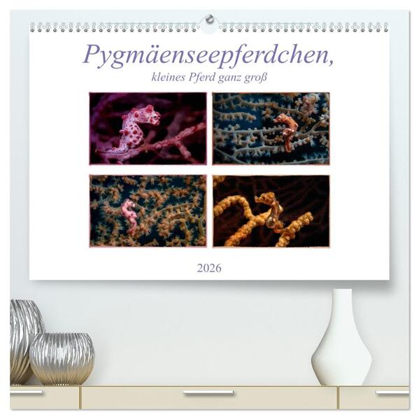 Pygmäenseepferdchen kleines Pferd ganz groß (hochwertiger Premium Wandkalender 2026 DIN A2 quer) Kunstdruck in Hochglanz