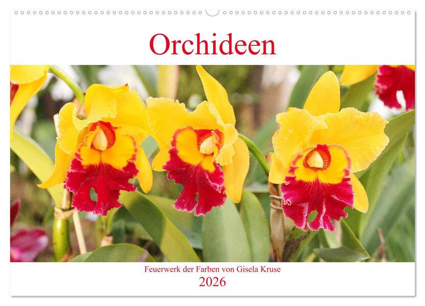 Orchideen Feuerwerk der Farben (Wandkalender 2026 DIN A2 quer) CALVENDO Monatskalender