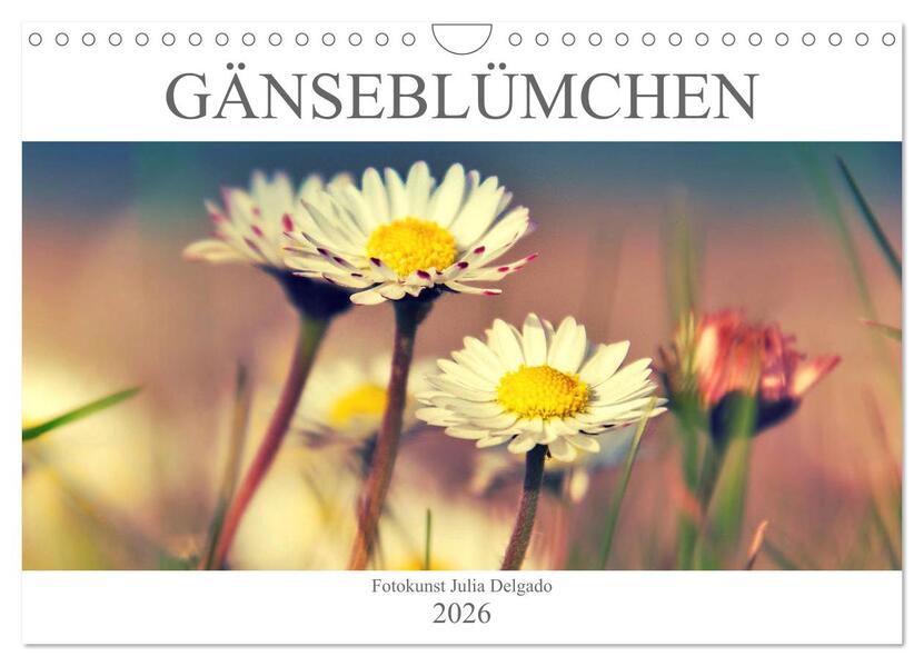 Gänseblümchen Poesie (Wandkalender 2026 DIN A4 quer) CALVENDO Monatskalender