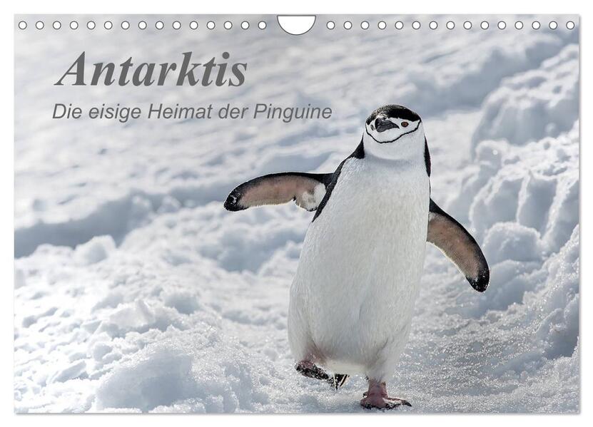 Antarktis die eisige Heimat der Pinguine (Wandkalender 2026 DIN A4 quer) CALVENDO Monatskalender