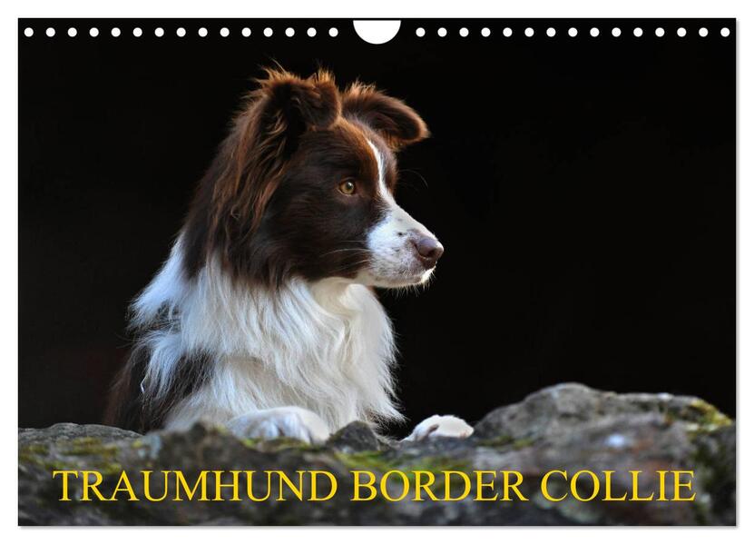 Traumhund Border Collie (Wandkalender 2026 DIN A4 quer) CALVENDO Monatskalender