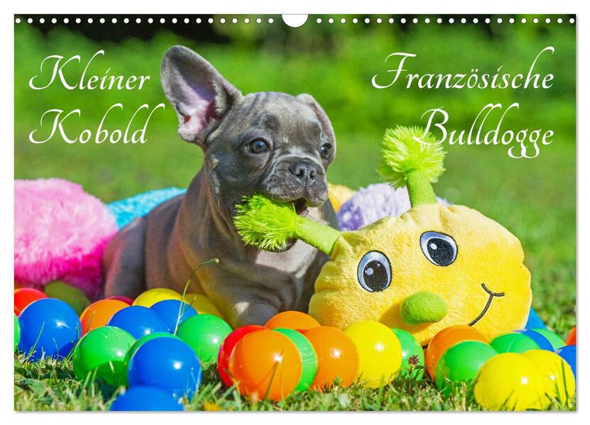 Kleiner Kobold Französische Bulldogge (Wandkalender 2026 DIN A3 quer) CALVENDO Monatskalender
