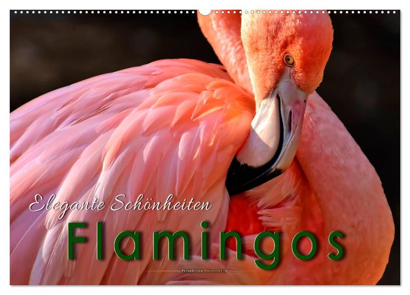 Flamingos - elegante Schönheiten (Wandkalender 2026 DIN A2 quer) CALVENDO Monatskalender