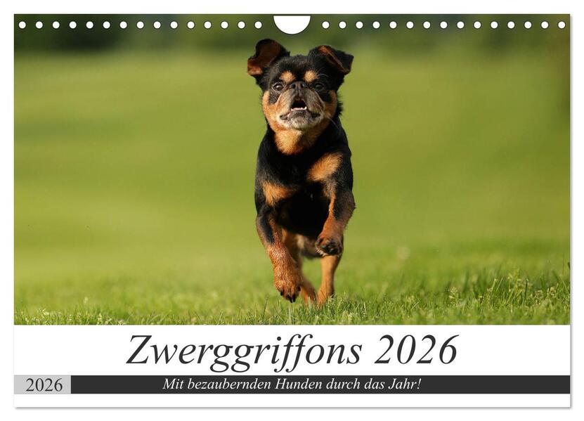 Zwerggriffons 2026 (Wandkalender 2026 DIN A4 quer) CALVENDO Monatskalender
