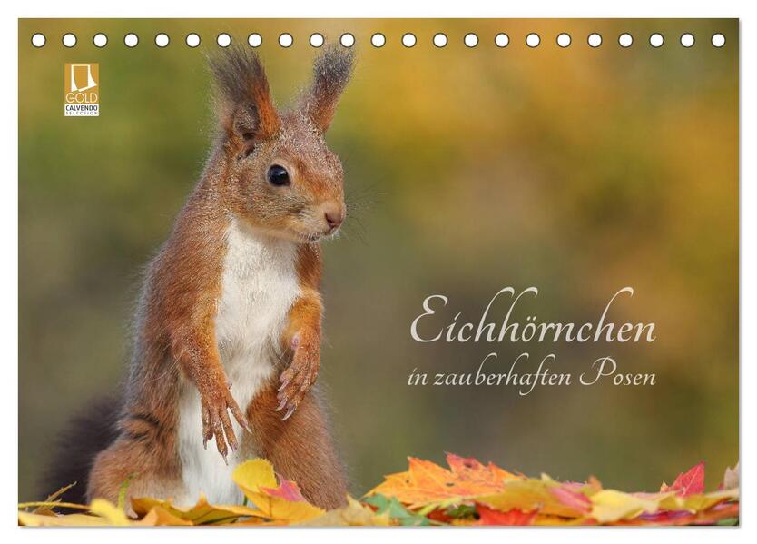 Eichhörnchen in zauberhaften Posen (Tischkalender 2026 DIN A5 quer) CALVENDO Monatskalender