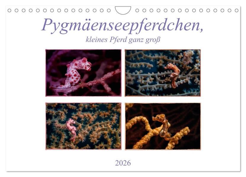 Pygmäenseepferdchen kleines Pferd ganz groß (Wandkalender 2026 DIN A4 quer) CALVENDO Monatskalender
