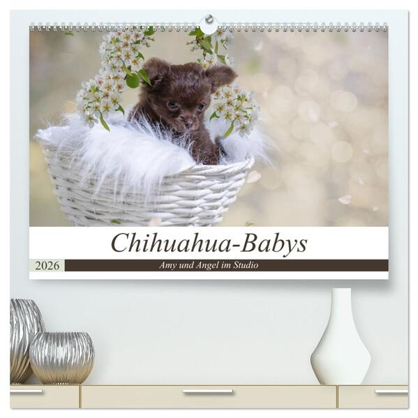 Chihuahua-Babys - Amy und Angel im Studio (hochwertiger Premium Wandkalender 2026 DIN A2 quer) Kunstdruck in Hochglanz