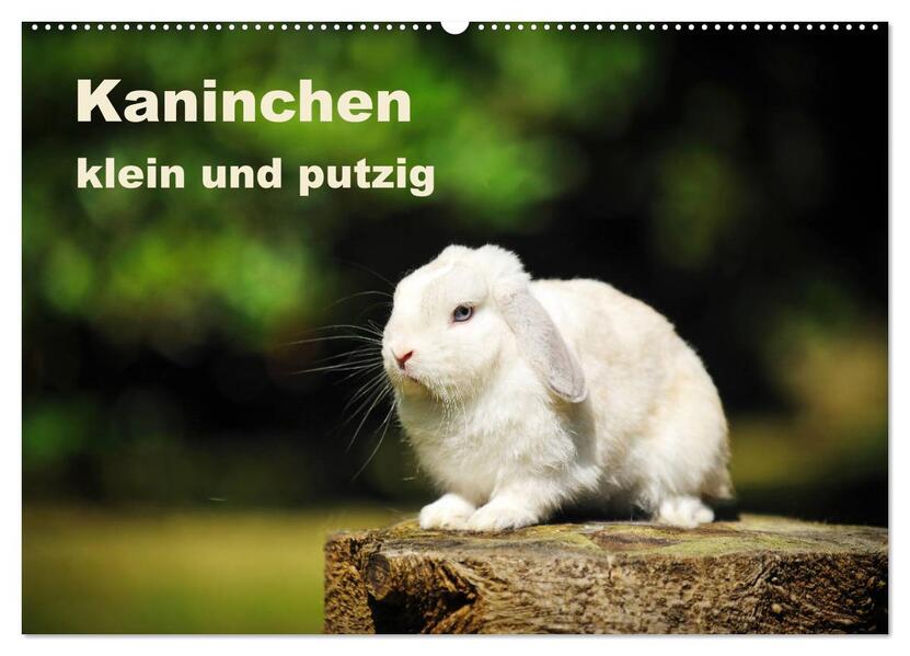 Kaninchen klein und putzig (Wandkalender 2026 DIN A2 quer) CALVENDO Monatskalender