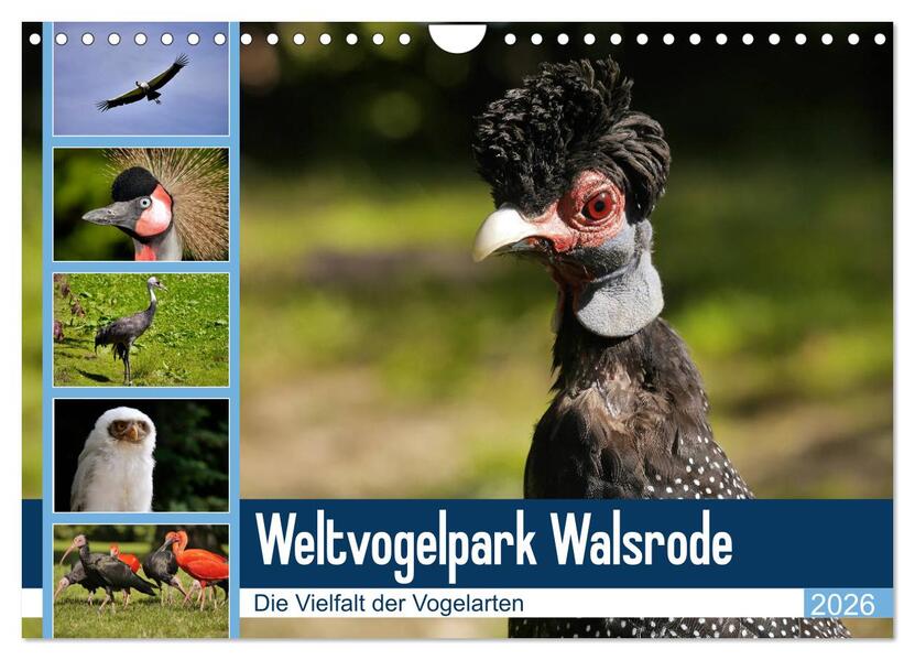 Weltvogelpark Walsrode - Die Vielfalt der Vogelarten (Wandkalender 2026 DIN A4 quer) CALVENDO Monatskalender