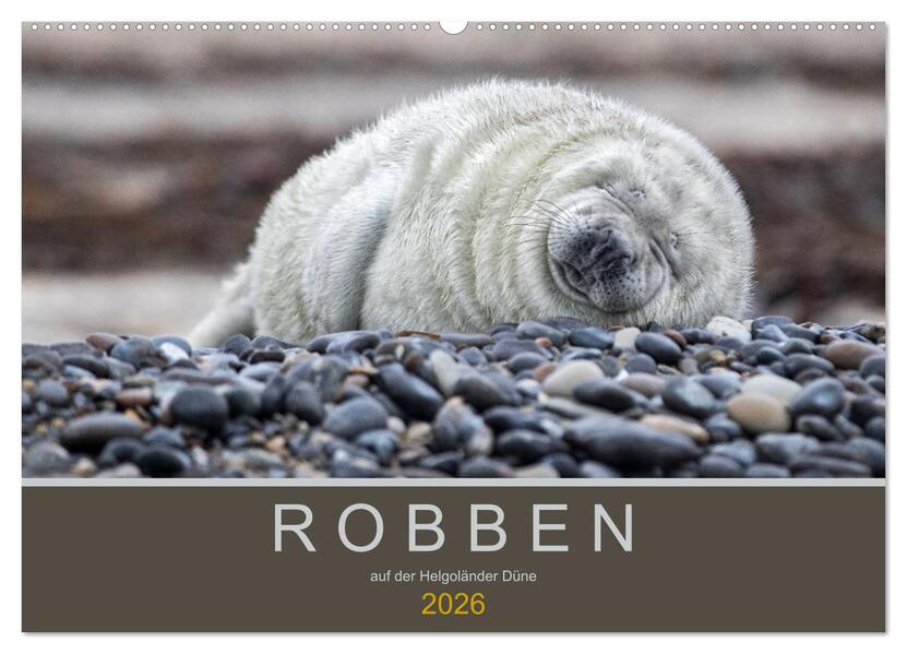 Robben auf der Helgoländer Düne (Wandkalender 2026 DIN A2 quer) CALVENDO Monatskalender