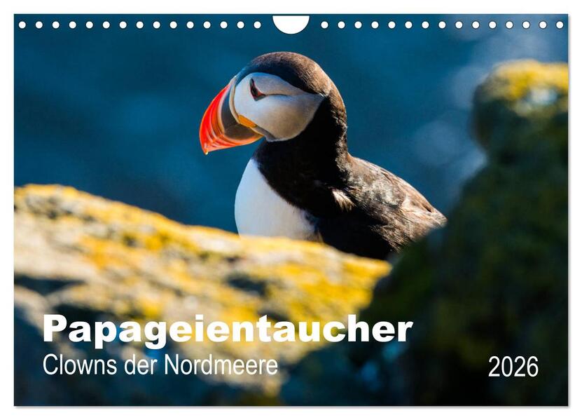 PAPAGEIENTAUCHER - Clowns der Nordmeere (Wandkalender 2026 DIN A4 quer) CALVENDO Monatskalender