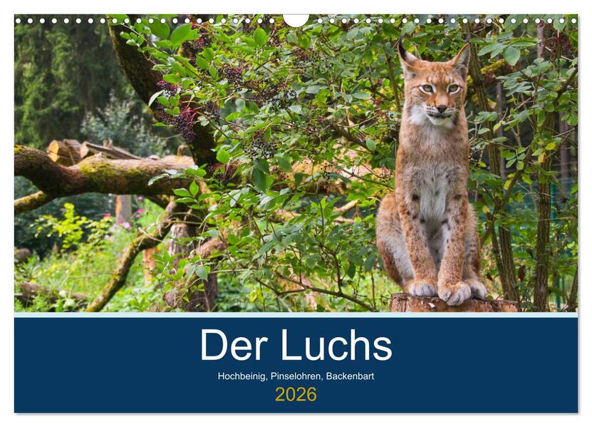 Der Luchs - Hochbeinig Pinselohren Backenbart (Wandkalender 2026 DIN A3 quer) CALVENDO Monatskalender