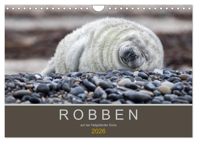 Robben auf der Helgoländer Düne (Wandkalender 2026 DIN A4 quer) CALVENDO Monatskalender