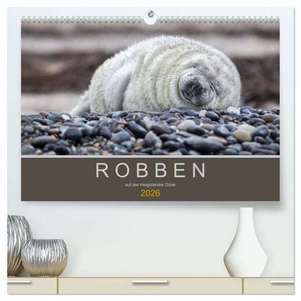 Robben auf der Helgoländer Düne (hochwertiger Premium Wandkalender 2026 DIN A2 quer) Kunstdruck in Hochglanz
